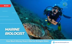 How Much Money Does A Marine Biologist Make - Merchant Navy Info - Blog