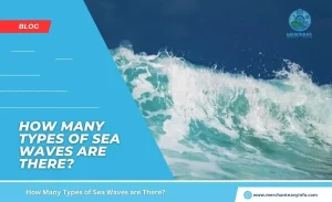 How Many Types of Sea Waves are There