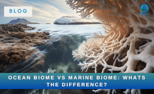 Ocean Biome vs. Marine Biome: What's the Difference? - Merchant Navy Info