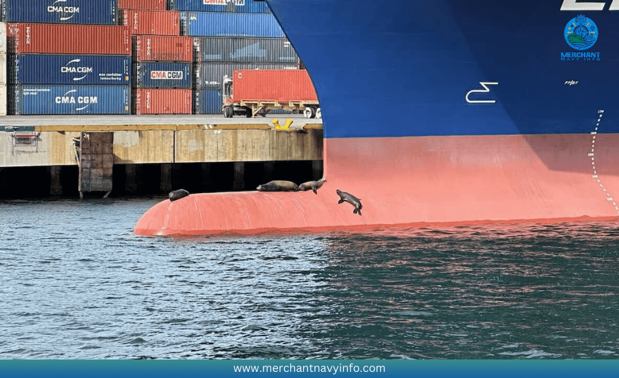 What is the purpose of a Plimsoll line on a ship - Merchant Navy Info