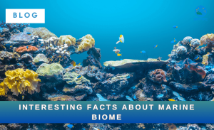interesting facts about marine biome - merchant navy info